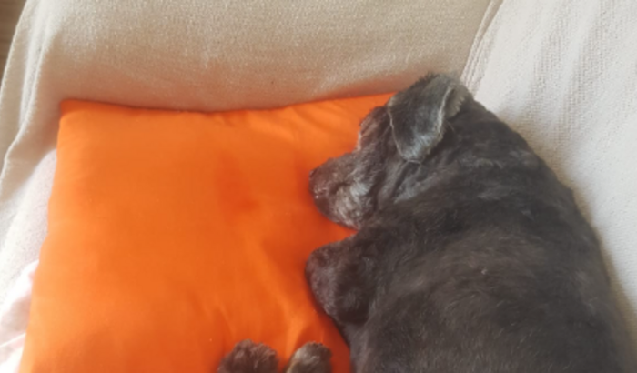 Ajuda exames Francisco