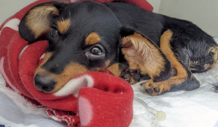 Ajuda com os custos de internação da YEWÁ