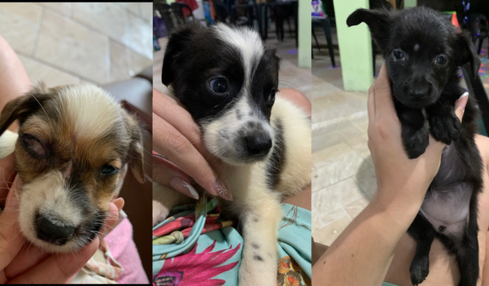 AJUDE OS FILHOTES RESGATADOS NO HOSPITAL BARATA RIBEIRO