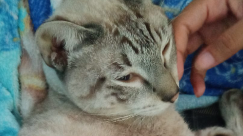 ajuda para pagar os cuidados do gato que está doente