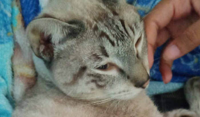 ajuda para pagar os cuidados do gato que está doente
