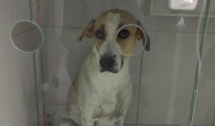 Ajuda para o tratamento do Max