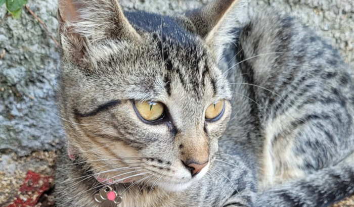 Castração da Filomena