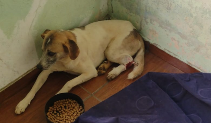  pra ajudar cachorrinho que está com fratura exposta na patinha 