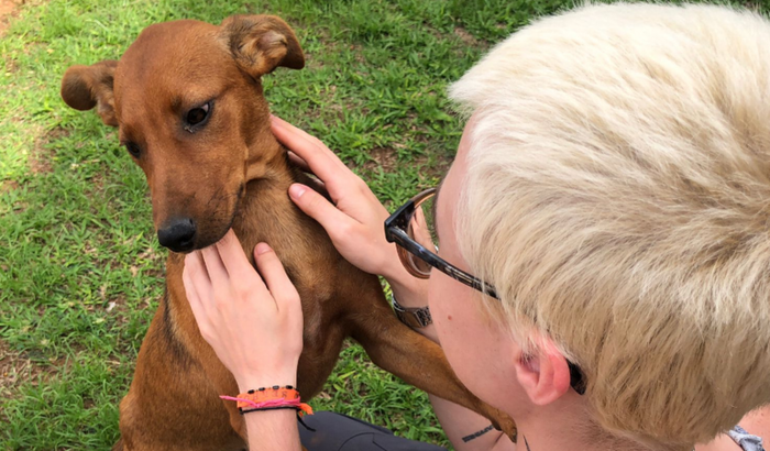 Nos ajude a resgatar a cachorrinha Canastra!