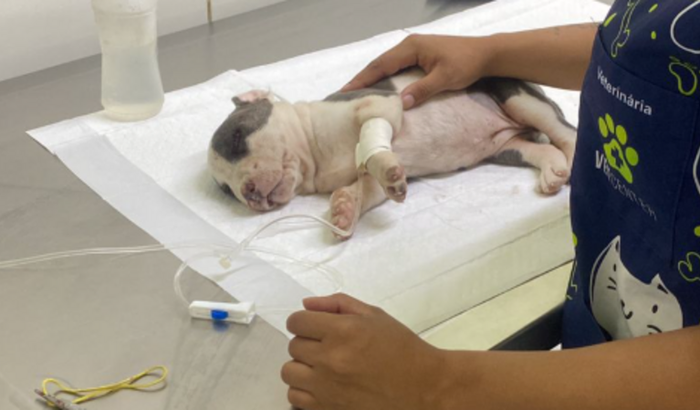 Ajude a salvar minha cachorrinha !