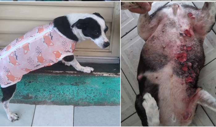 Ajude a salvar a Linda!