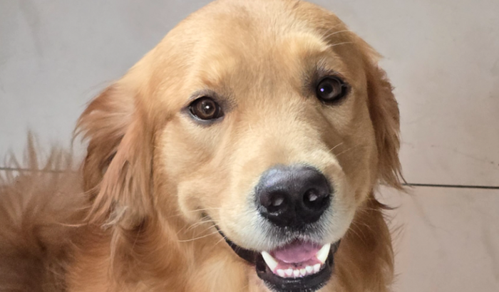 Cirurgia do nosso simba