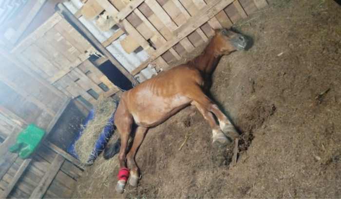 Tratamento da pérola 