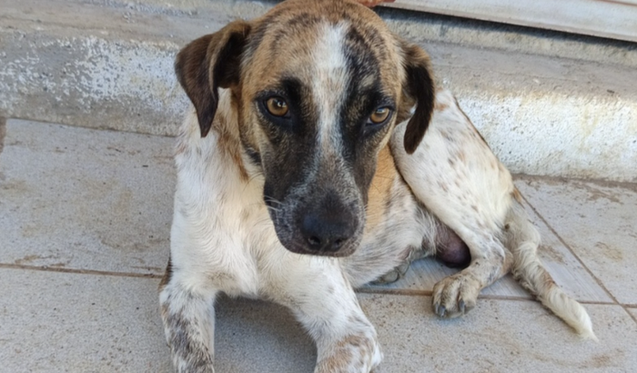 Castração da Açucena 