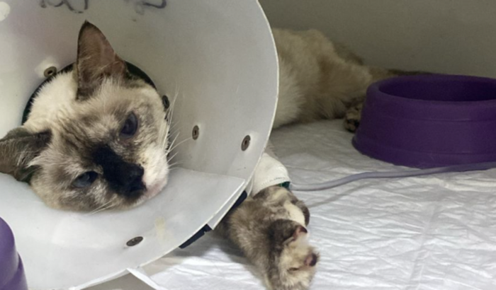 Ajuda no tratamento da gatinha Dalila