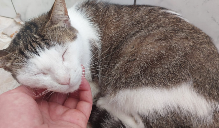 Resgate da Miau Mercury perdida em Floripa