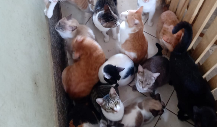 Construção do Gatil da Val