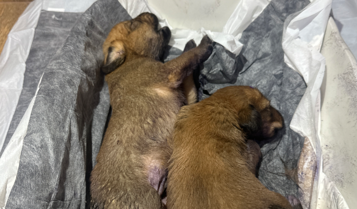 Ajuda com os filhotes e castração da mãe