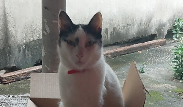 Frajola gato guerreiro! Ajuda para salvar !