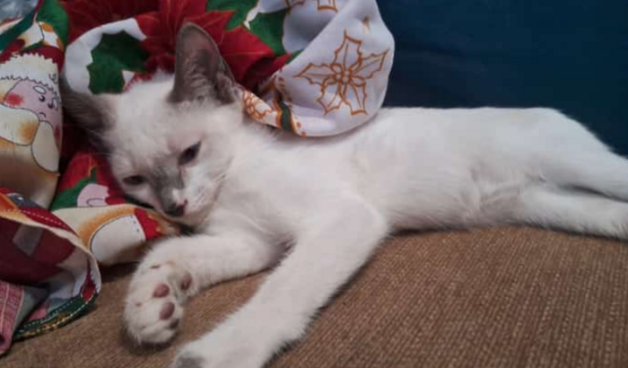 Cirurgia da minha gatinha