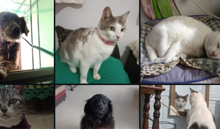 AJUDA PET'S RESGATADOS