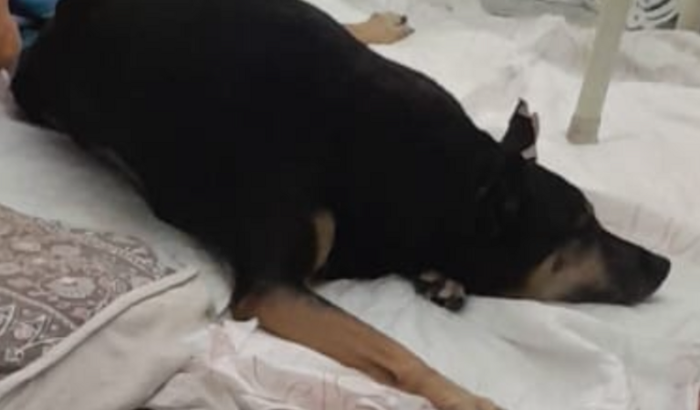 Ajude no tratamento de discopatia da Dafine