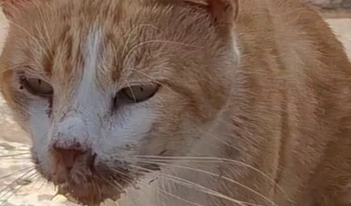 AJUDAR A SALVAR A VIDA DO GATO DE RUA