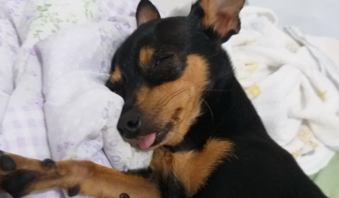 Ajude no câncer da Maya