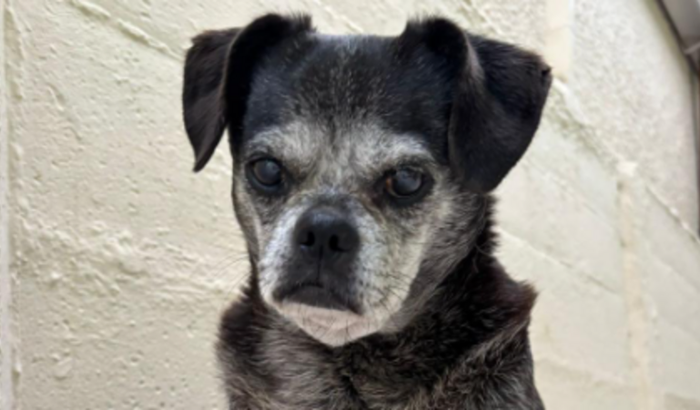 Cirurgia da Cadelinha idosa