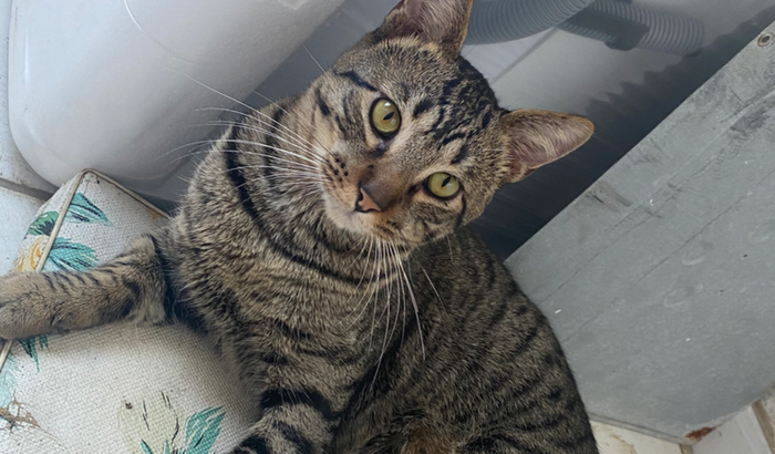 Transfusão de sangue do gatuno