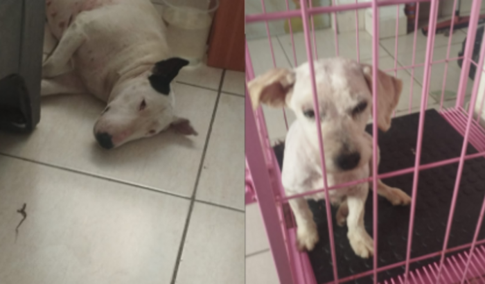 Ajude no tratamento da Betânia e do Zé