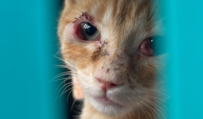 Ajude a salvar o gatinho remy