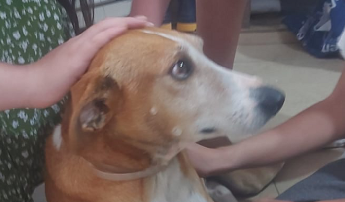 Ajude o Chiquinho a voltar a andar