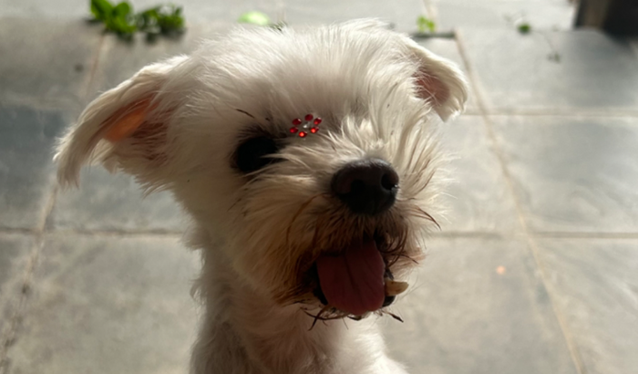 Ajuda para a Cirurgia da Lili – Fratura na Mandíbula