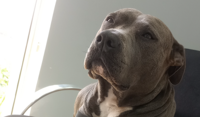 Ajude a Pitbull Kyra