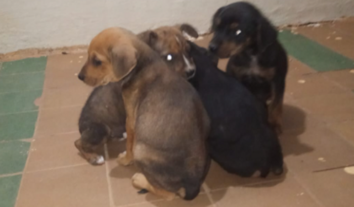 Ajude essa mamãe idosa e seus 5 bebês!