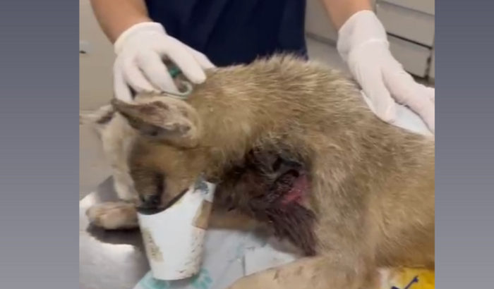 Ajude-nos a salvar o sophio!!!