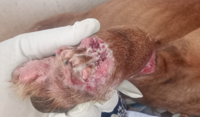 Cirurgia e exames para o perninha