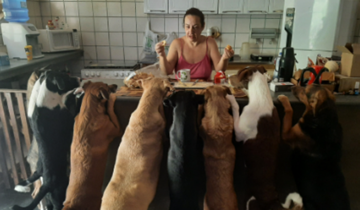 Hospital Veterinário SOS Animal - Dívida