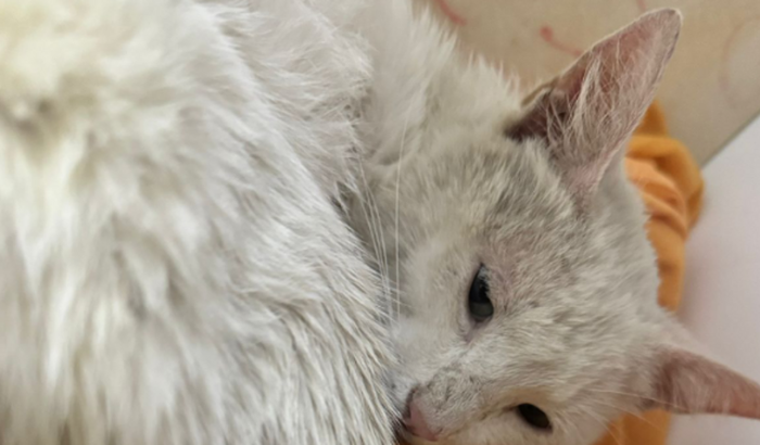 Vamos ajudar o gatinho José