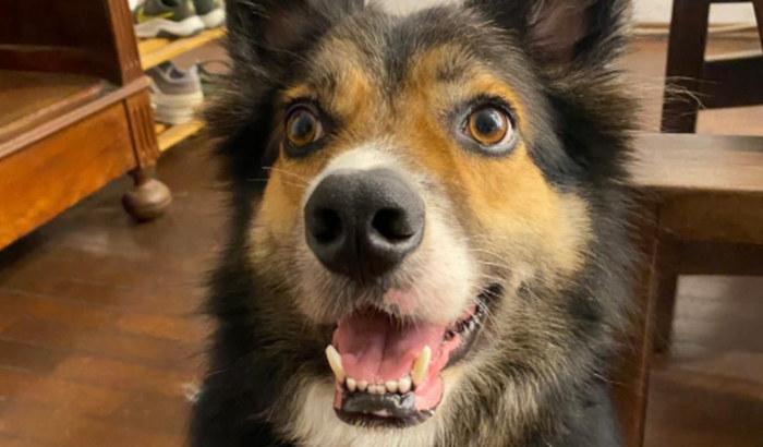 Cirurgias e pós operatório do Bentinho