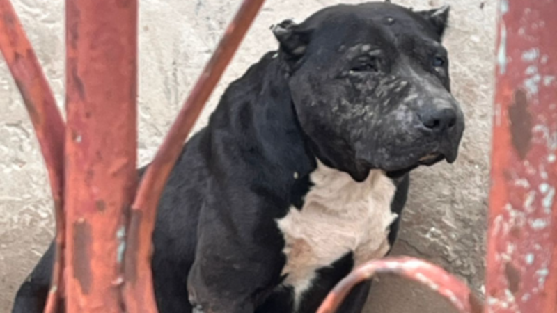 imagem da vaquinha SHAKIRA apanhou e foi abandonada presa em uma casa, machucada, na chuva e com fome