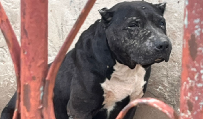 SHAKIRA apanhou e foi abandonada presa em uma casa, machucada, na chuva e com fome
