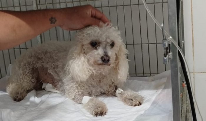 Cirurgia de retirada da vesícula da Mellody