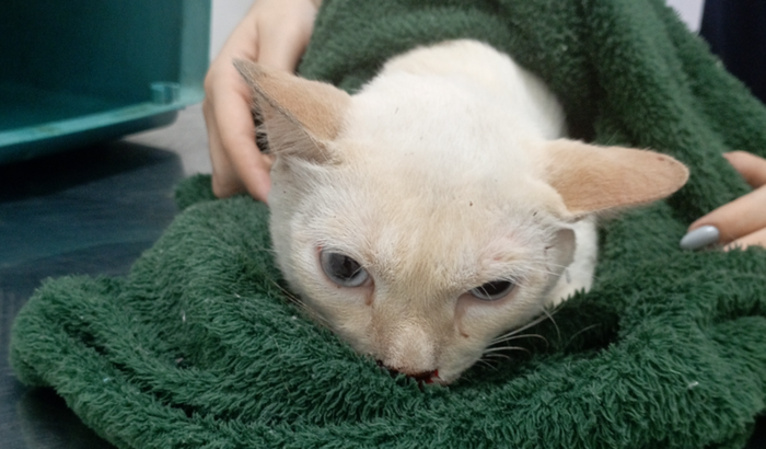 Ajude a cuidar de um gatinho atropelado