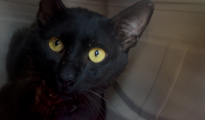 Gatinho em estado grave