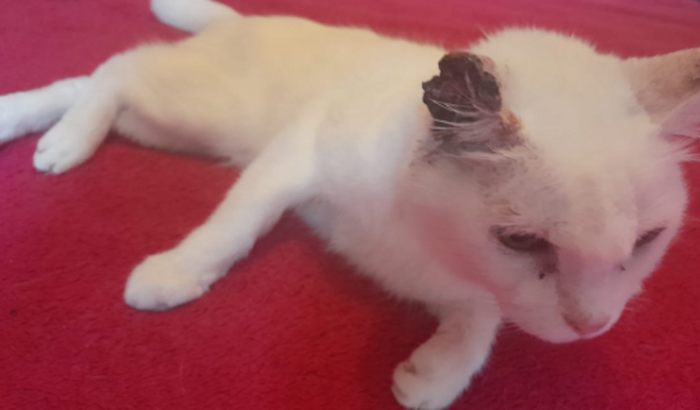 Ajude a Luna a fazer sua cirurgia, tem que amputar a orelhinhas... câncer... gratidão