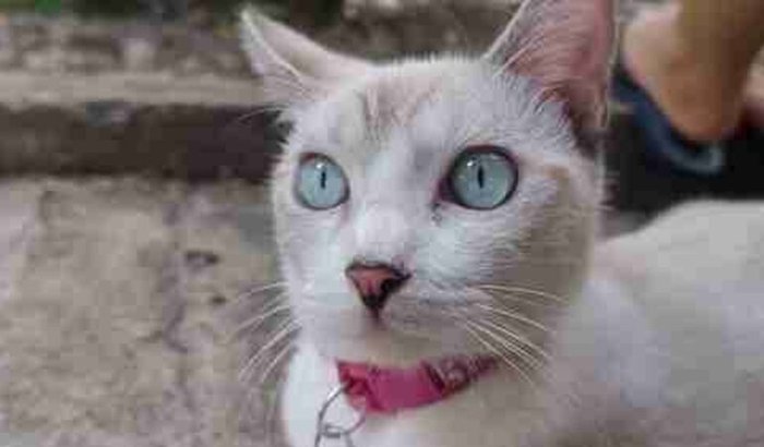 Ajude a Menina a fazer os exames