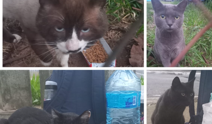 Ajude a Salvar os Gatinhos Abandonados do Jabaquara