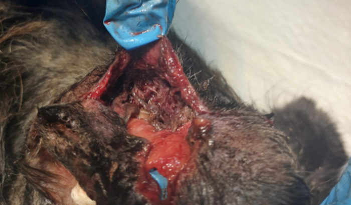 Tratamento Cachorro Nescau