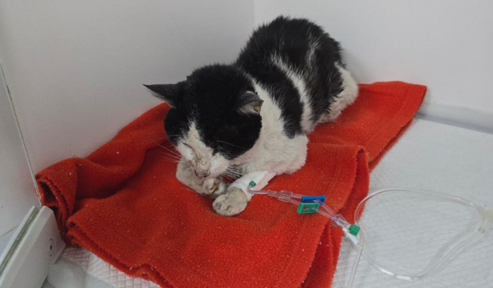 Ajude o Francisco 🐱