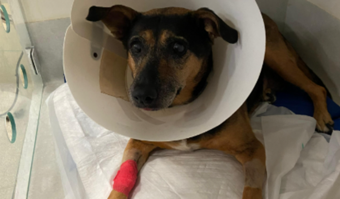 Um help para Ida Maria