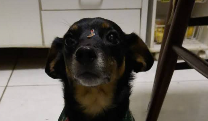 "Apoio e Esperança para Nossa Cachorrinha em Tempos Difíceis"