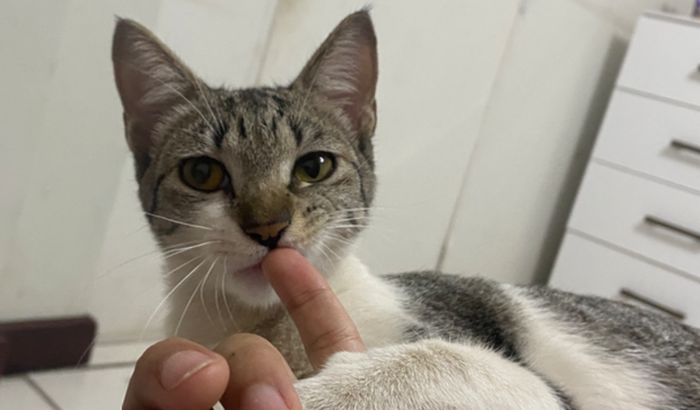 Tratamento contra o câncer de mama felino 